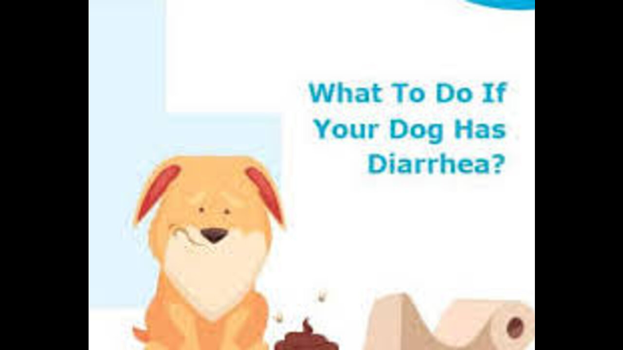 Dog Diarrhea Protocol _ What to do if your dog has diarrhea