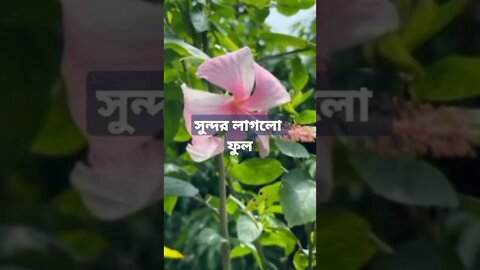 beautiful Bangladesh.... সুন্দর লাগলো ফুলগুলো