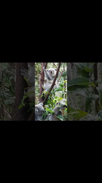 Amigo Pet Animais Engraçados Funny Animals Channel #gato#cachorros#animais #cats#dogs#shorts