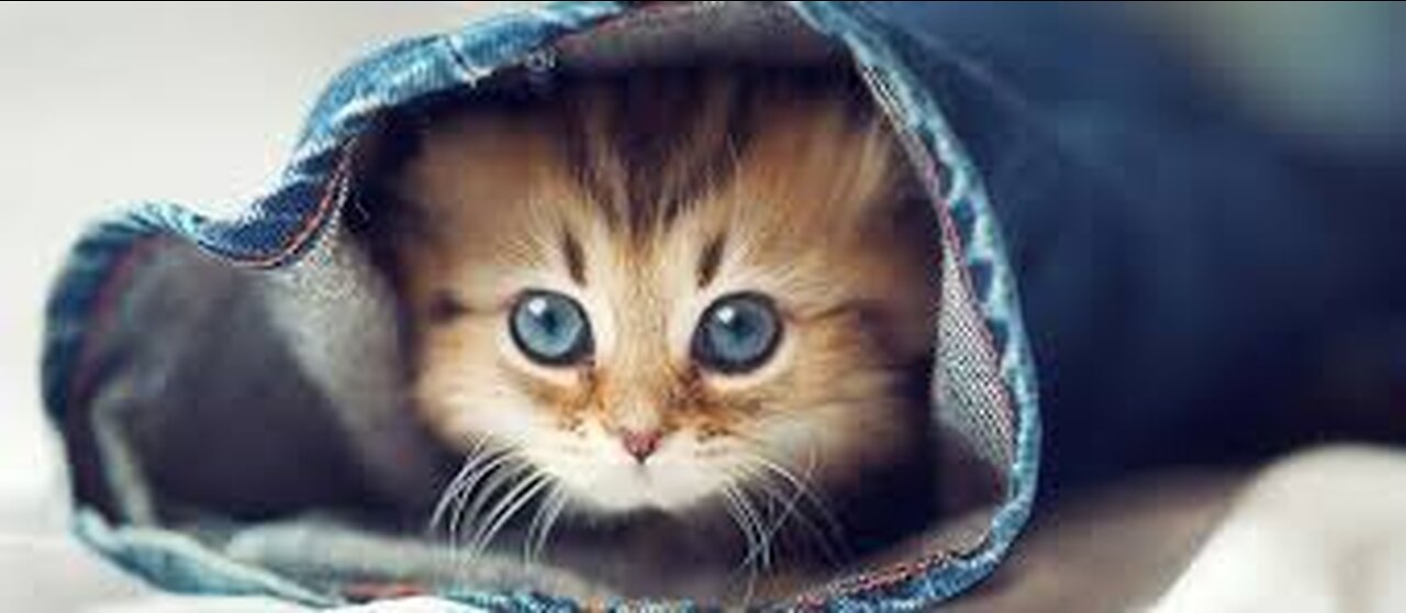 Best Funny Animal Videos Of The 2023 Try not to laugh #shorts #animals #funny