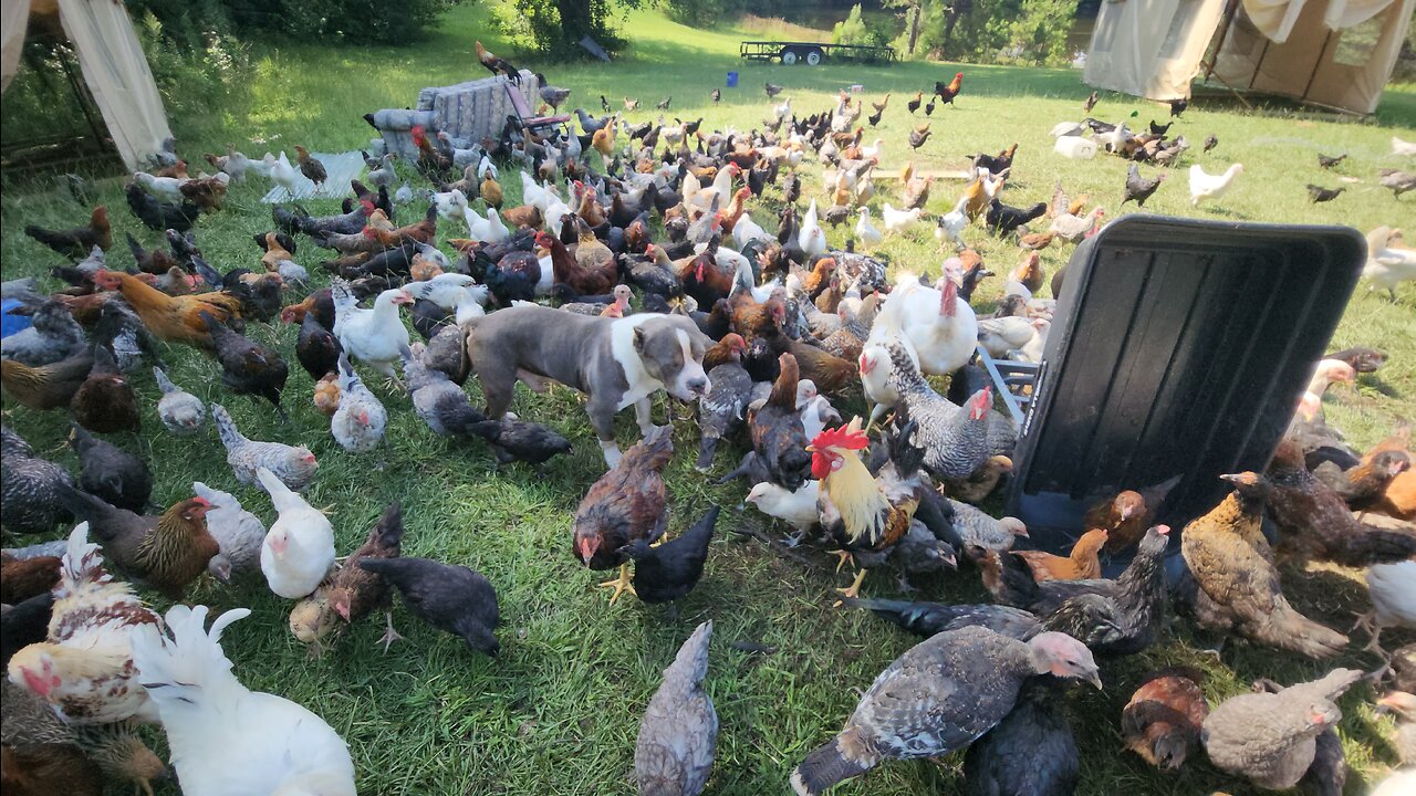 Bays For Breeding Rare Chickens For Haven's Homestead #chicken #diy #love #homestead #americanbully