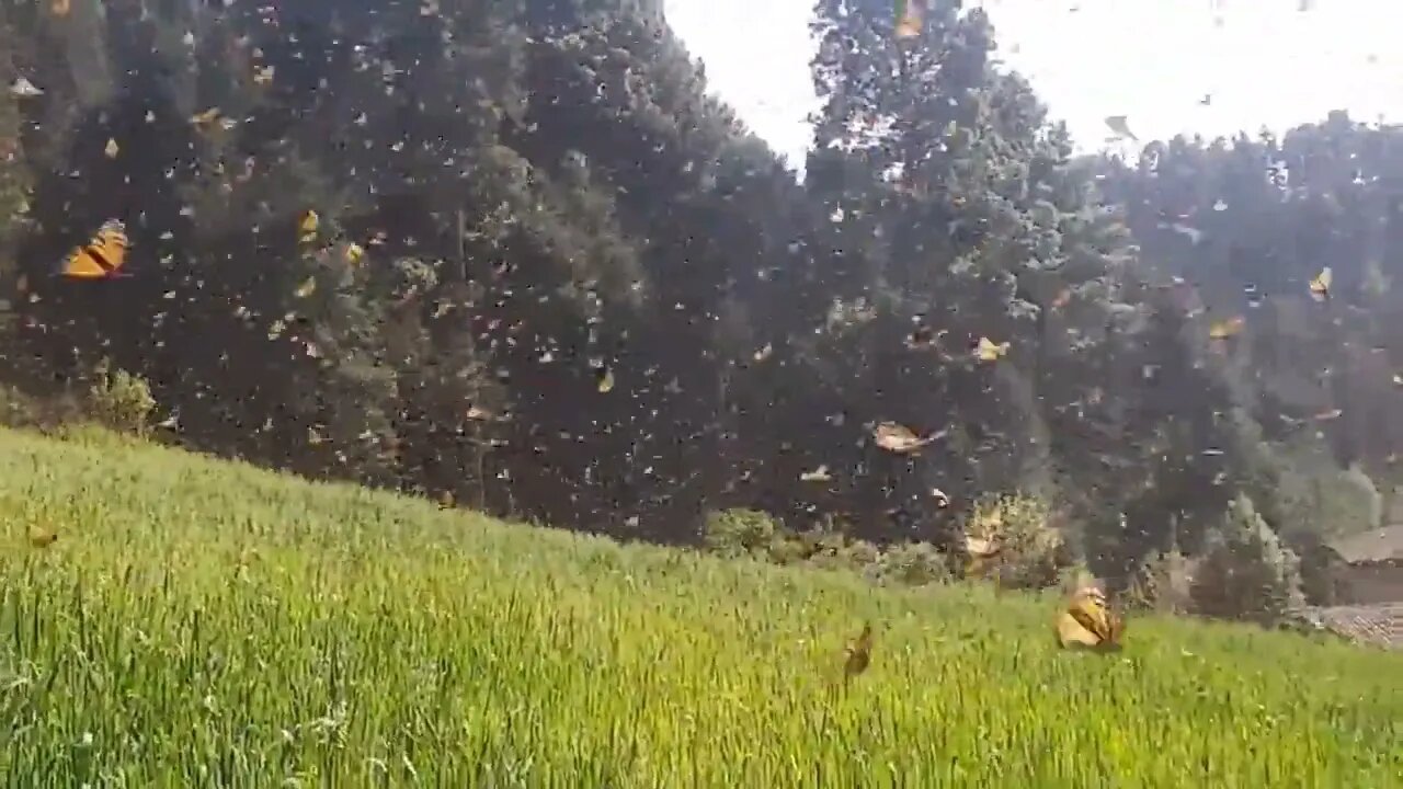 Butterflies in Mexico