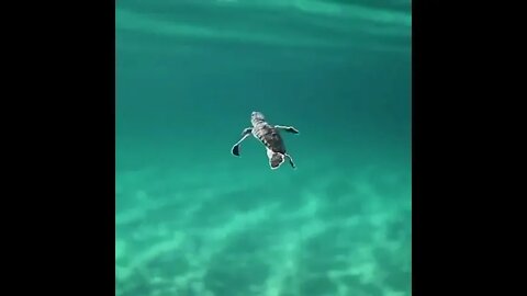 Baby Turtle Exploring The World