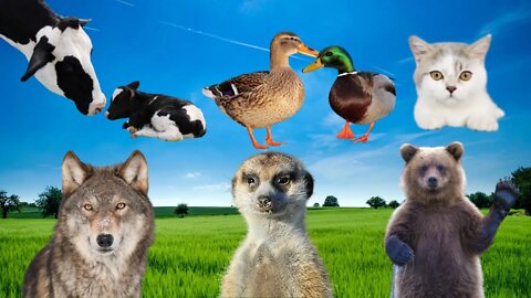 Animais em Família | Filhotes de Cavalo - Vaca - Gato - Cachorro - Urso - Pato - Suricato