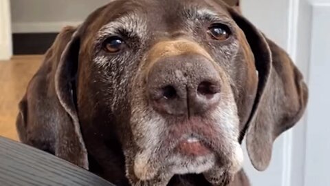 Dog finds a way to have conversations with her woman