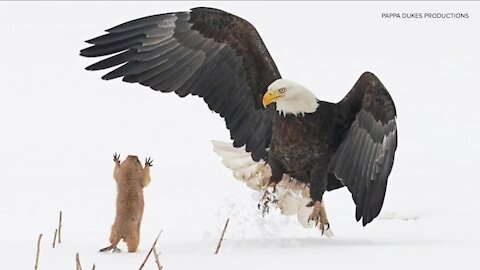 Longmont photographer wins big with ‘Ninja Prairie Dog’ pic