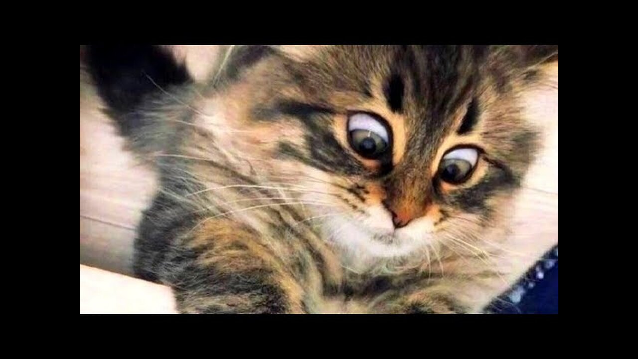 Funny animals - Funny cats dogs - Funny animal videos