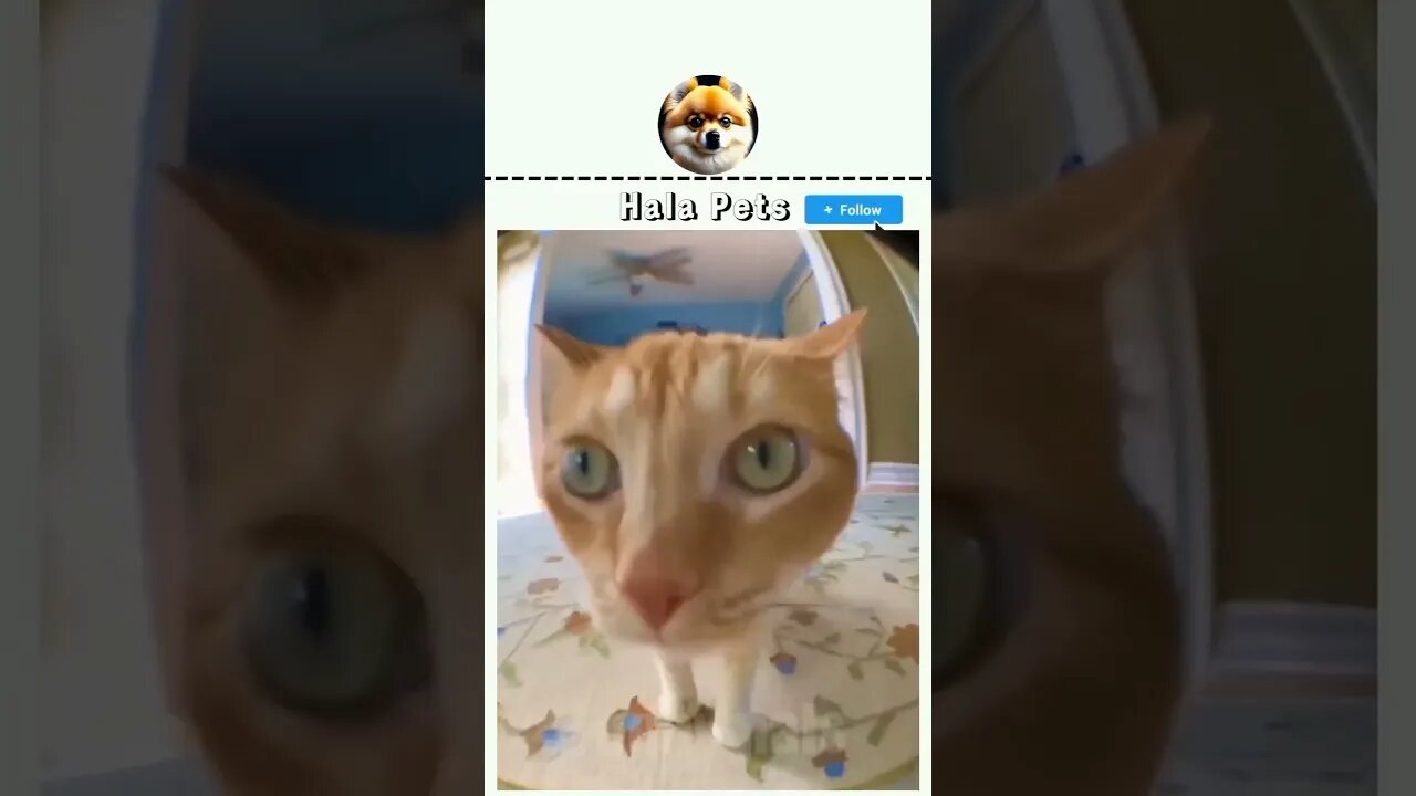Give me that food, you Human..! 🤣🤣🤣