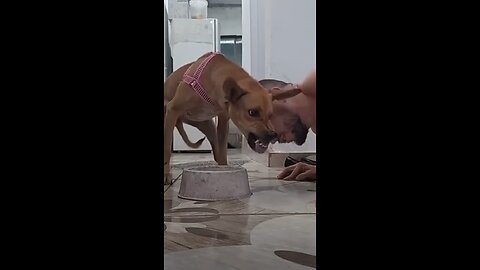 Dog Bites Owner Over Food Bowl 😱