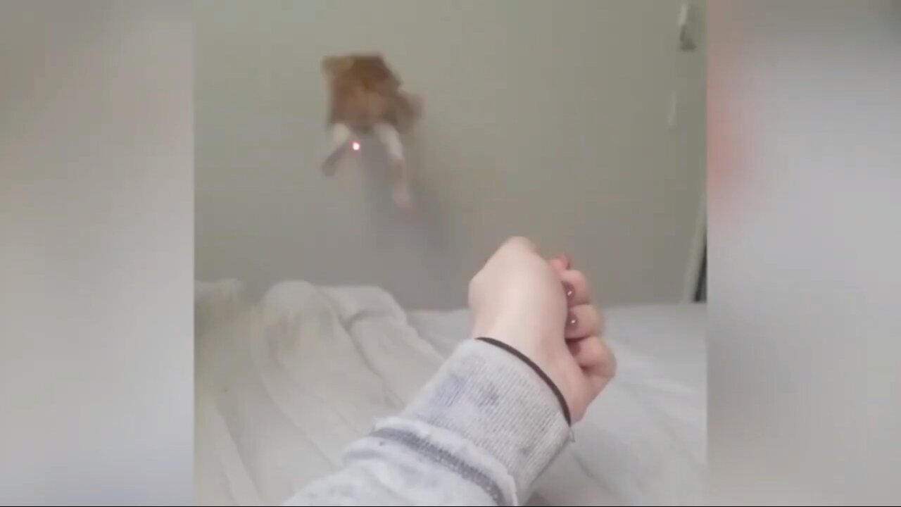 Cat Jumps To Catch Laser Hits Wall