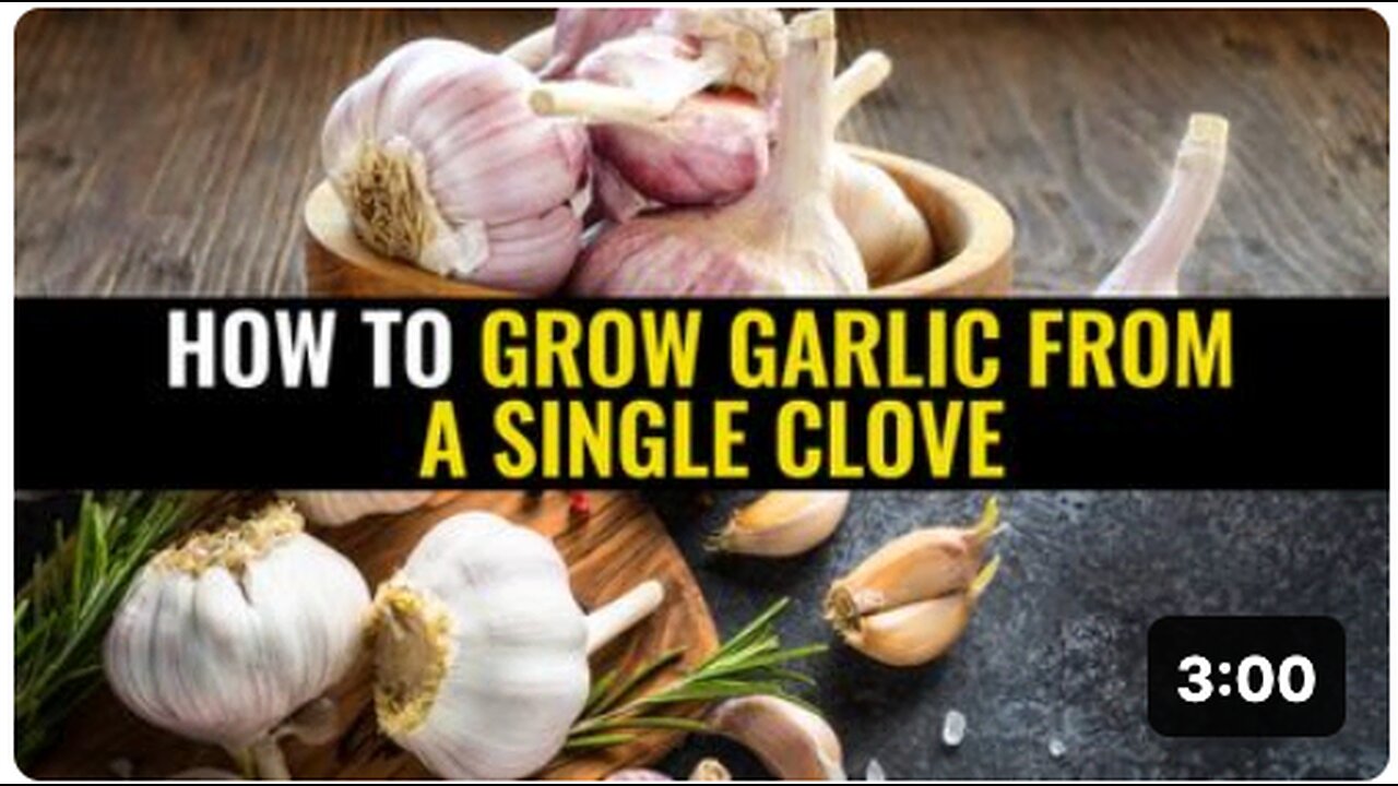 How to grow garlic from a single clove