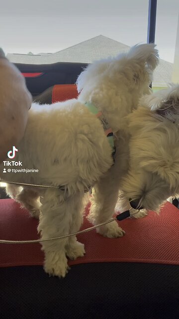 Meet Rizzo and Bella out for a ride