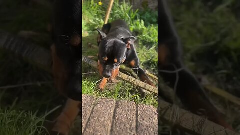 Cutest Dog Relaxing Chewing Stick 🐶 YouTube (must watch) [4K]#shorts #short #asmr #viral #trending