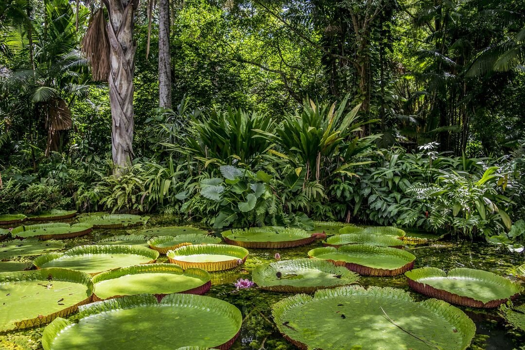 How to Survive the Most Dangerous Animals of the Amazon