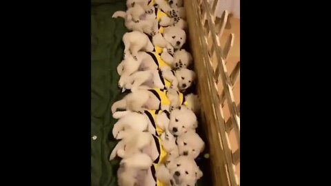 When all of the Puppers awaken at once