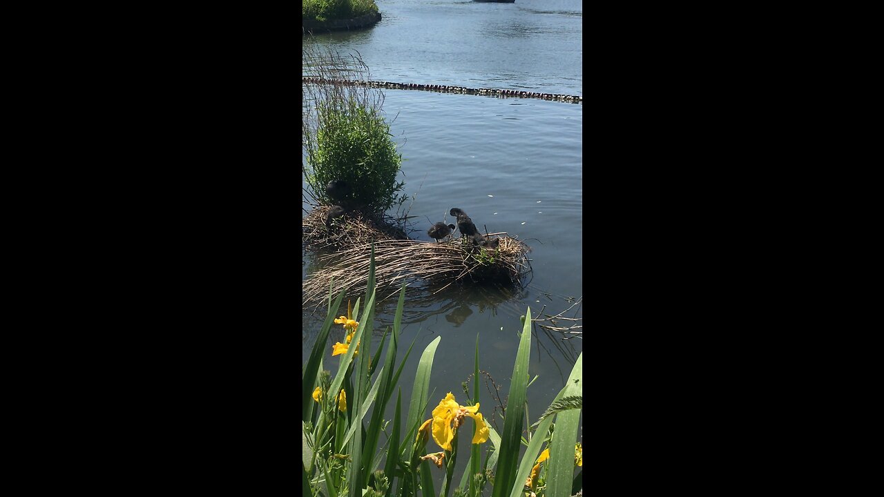 Crystal Palace Lake #CrystalPalace #Lake #Birds #Wildlife