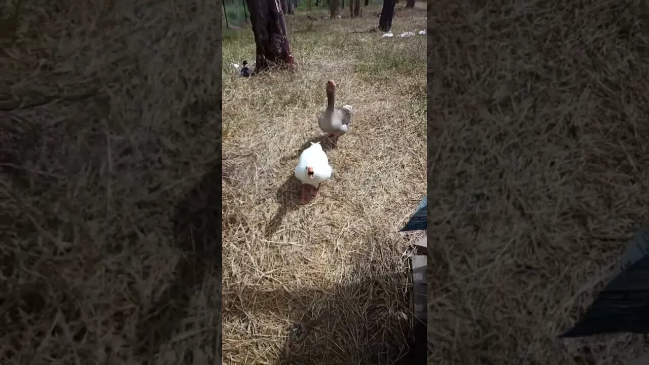 Geese came from the other side of the paddock to chase me from the ducklings