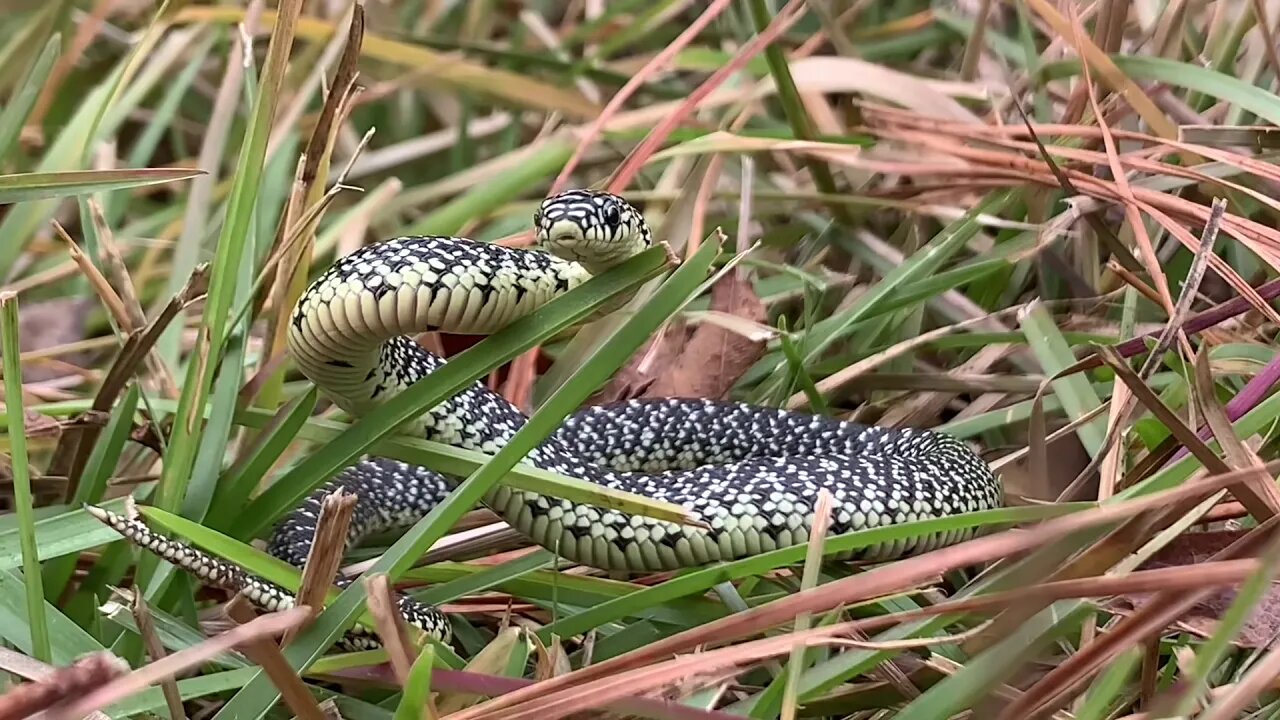 Baby King Snake