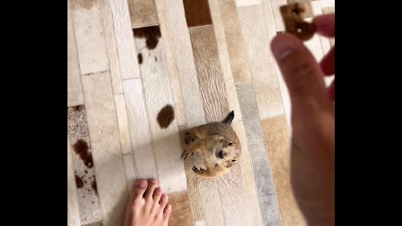 Cute 🥰 Poppy takes snack time to her special snack chair😍😍😍Please Follow Me