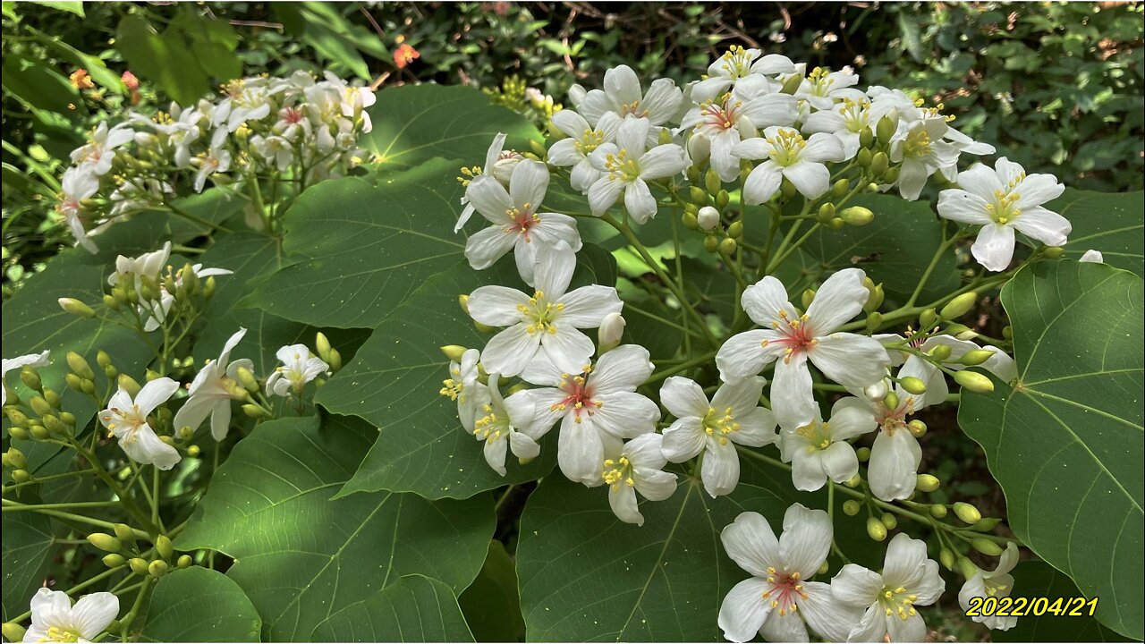 22_0421彰化 福田桐花祭