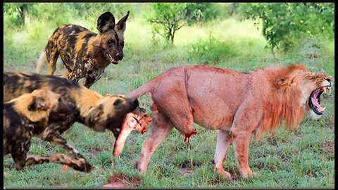 Buffalo Is Too Strong_ Painful Lion Was Attacked And Torture