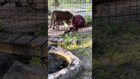 Aria tiger loves playing with her ball!