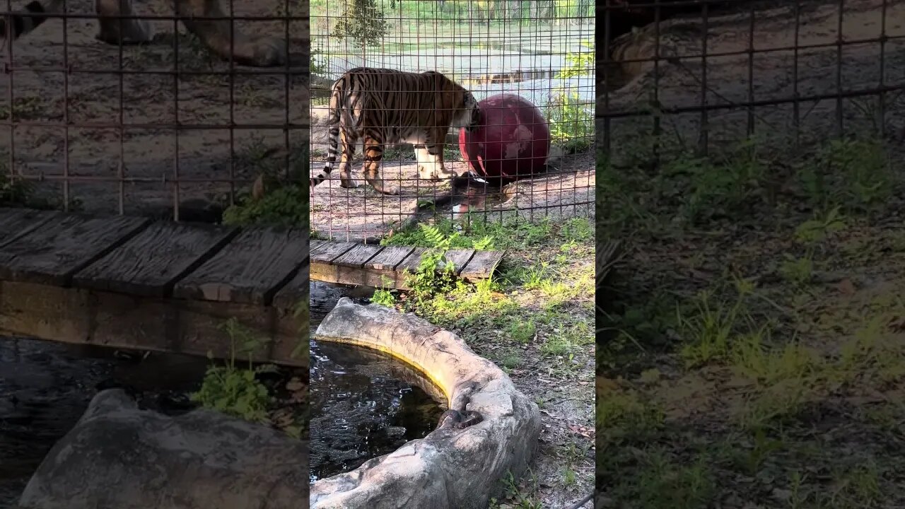 Aria tiger loves playing with her ball!