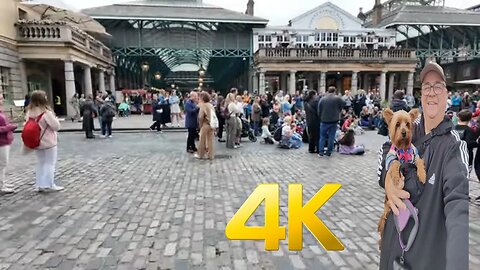 Watch Adorable Yorkie Lucy Soak Up The Love At Covent Garden!