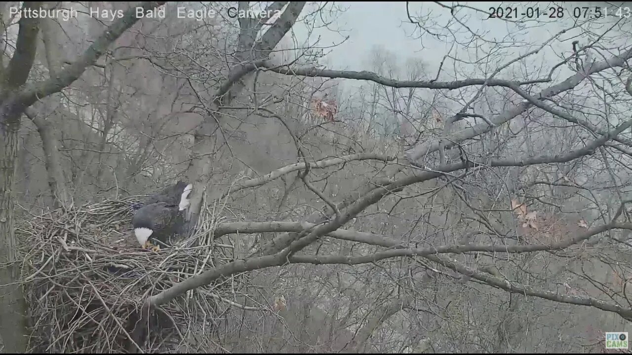 Hays Eagles Dad brings Mom gift fish then perches 2021 01 28 750am