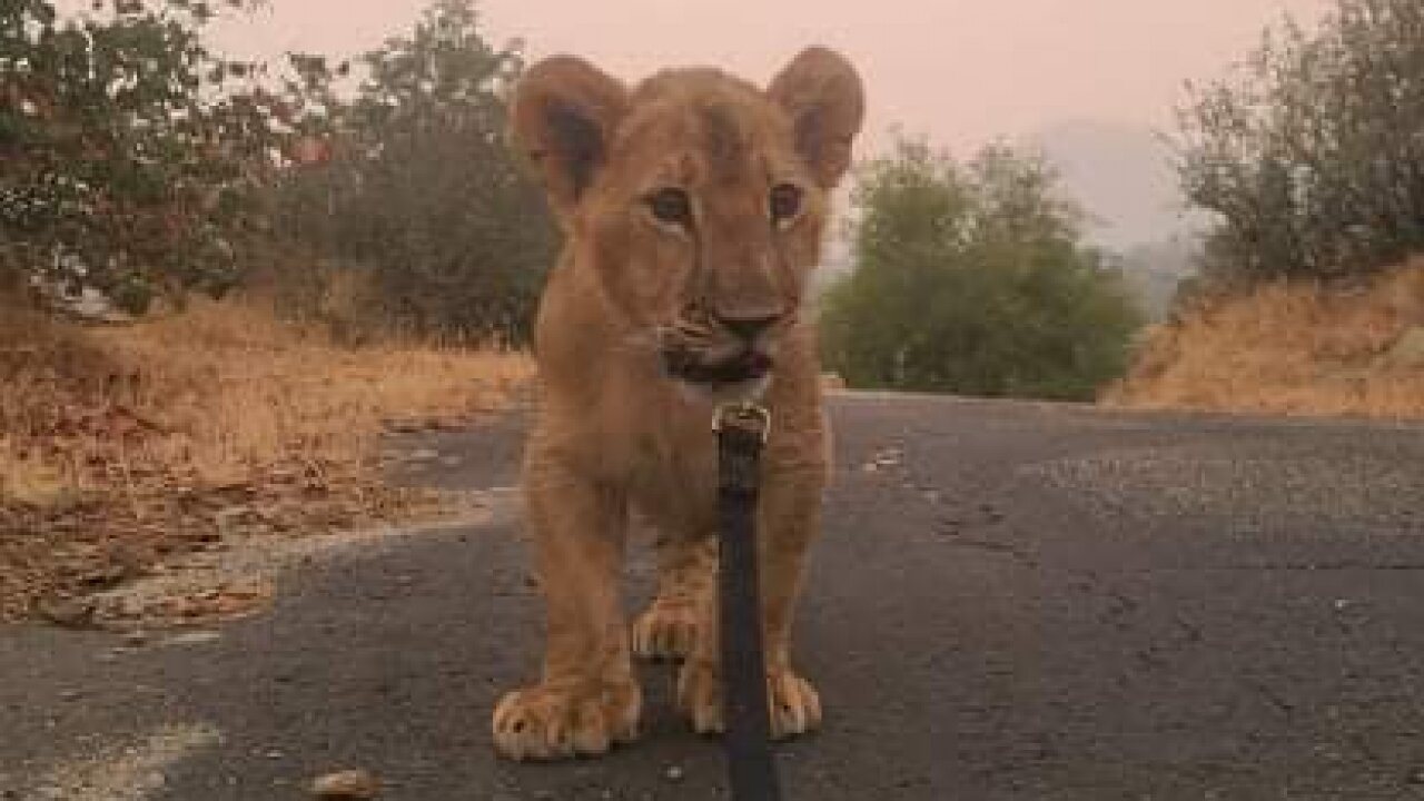 Why One Big Cat Sanctuary Is Staying Put In The Wildfire Zone