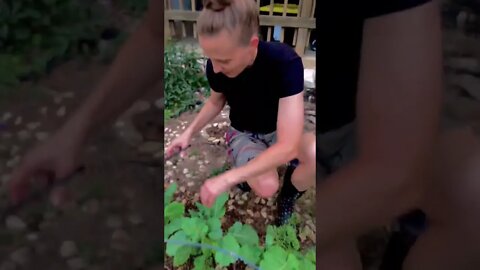 Harvesting fresh kale 🥬 and spinach for tomorrow.. SoO Delicious😋!#shorts #viral #tiktok