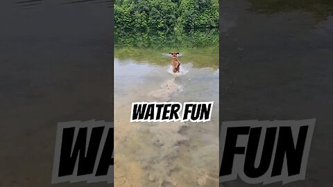 Hunter loves the water #chesapeakebayretriever #waterdogs #lifewithchessies