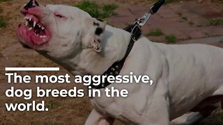 TOP 5 | The MOST aggressive DOG BREEDS in the WORLD