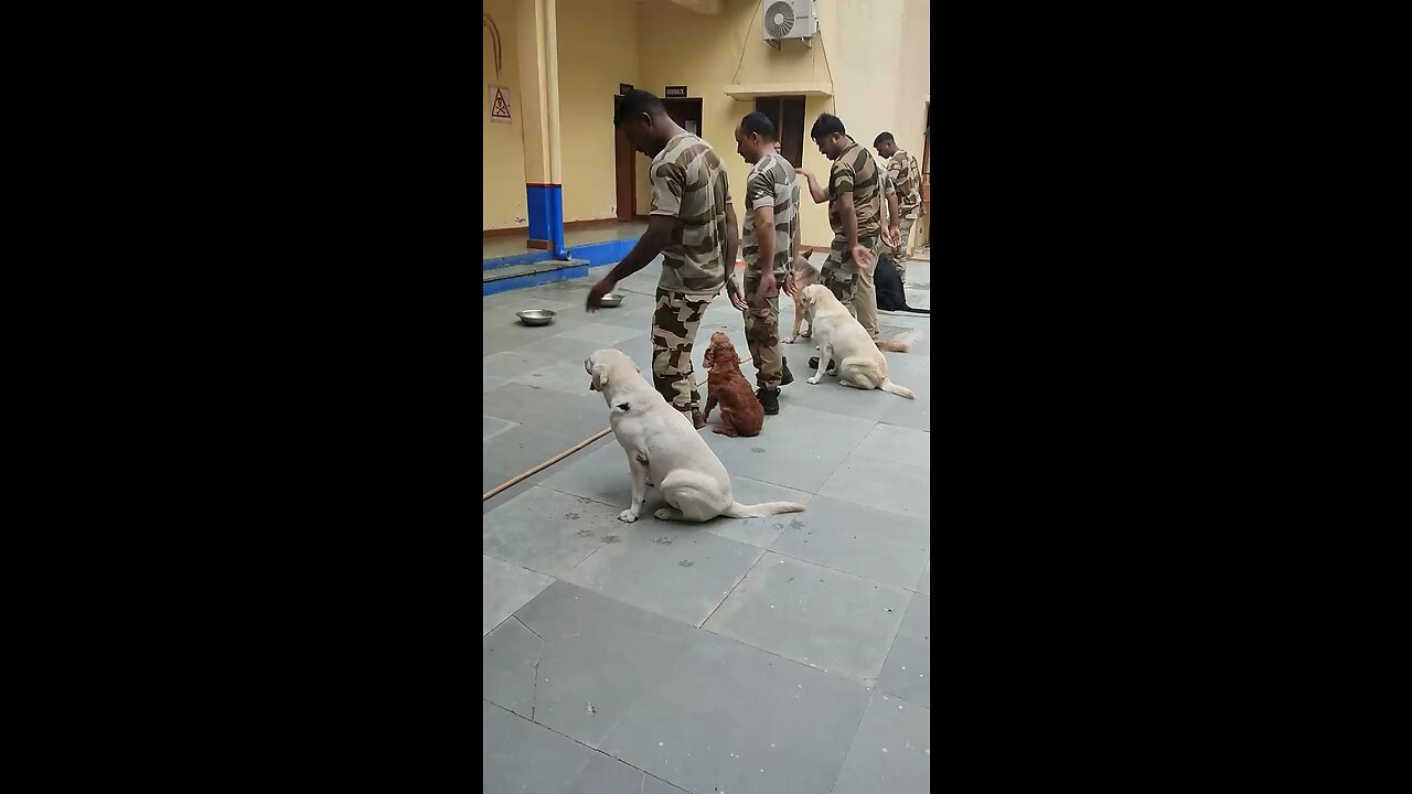 #Dog #army