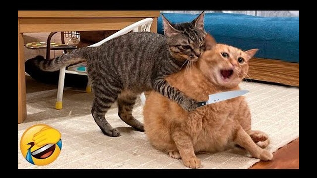 Best Funny Animal Videos Of The 2023 🤣 - Funniest Cats And Dogs Videos 😺😍