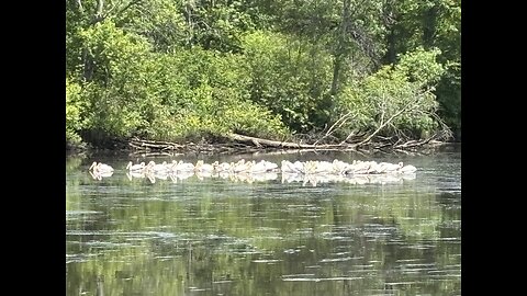 Pelicans