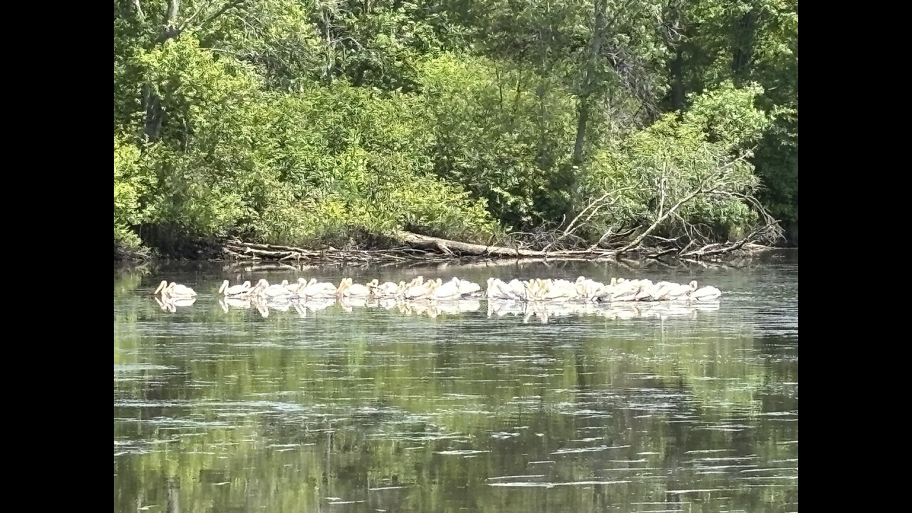 Pelicans