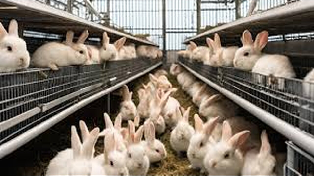 Rabbit Farm - How China Farmer Raised Millions Rabbit For Meat - Rabbit Processing in Factory