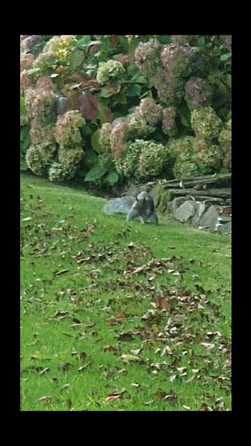 Squirrel jumping the through trees