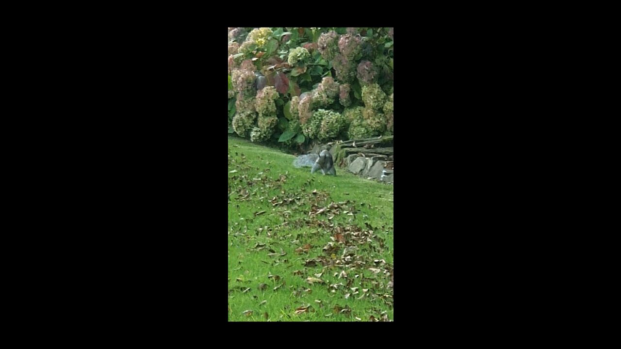 Squirrel jumping the through trees