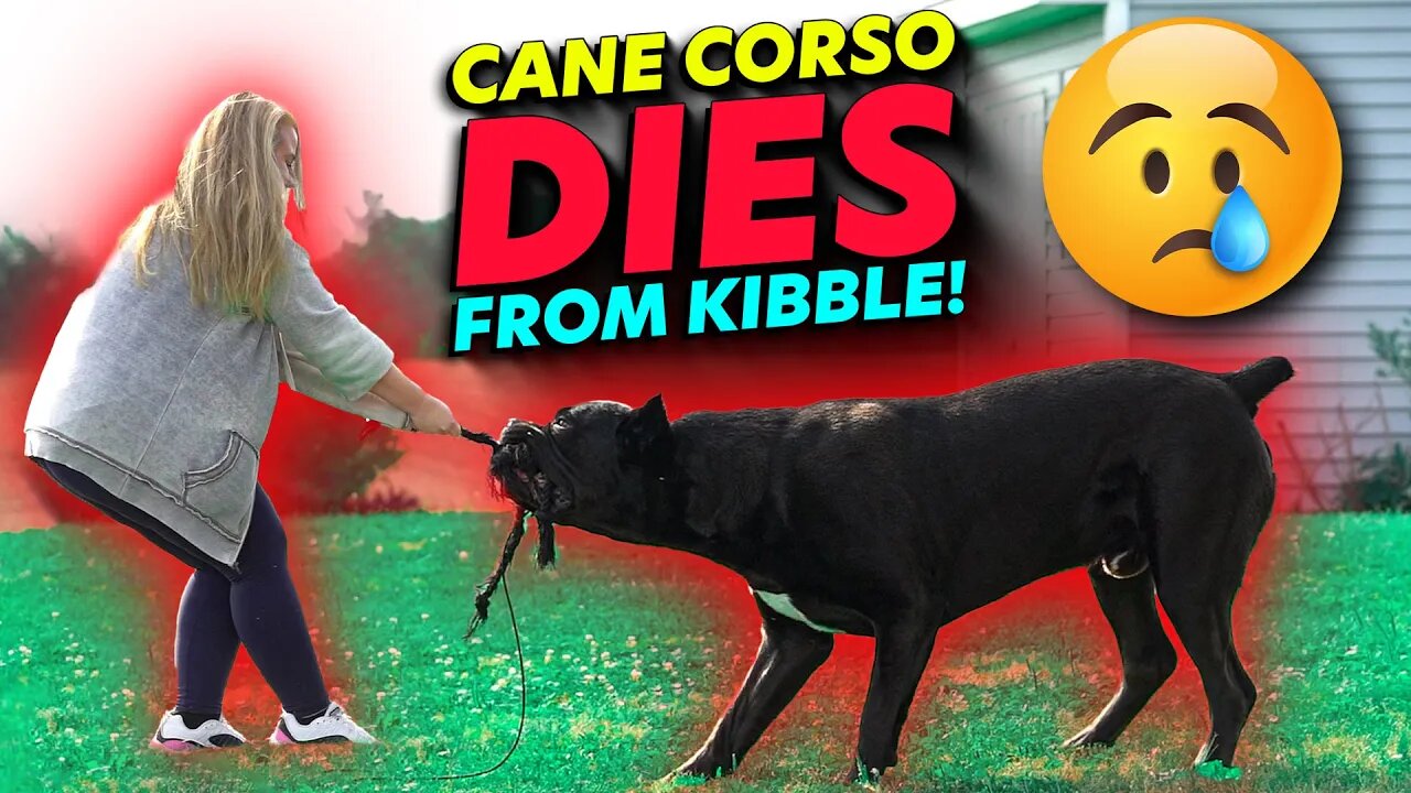 Cane Corso DIES From Kibble!