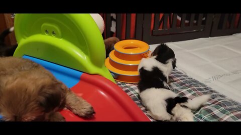 O Litter - The Past Few Days(4)