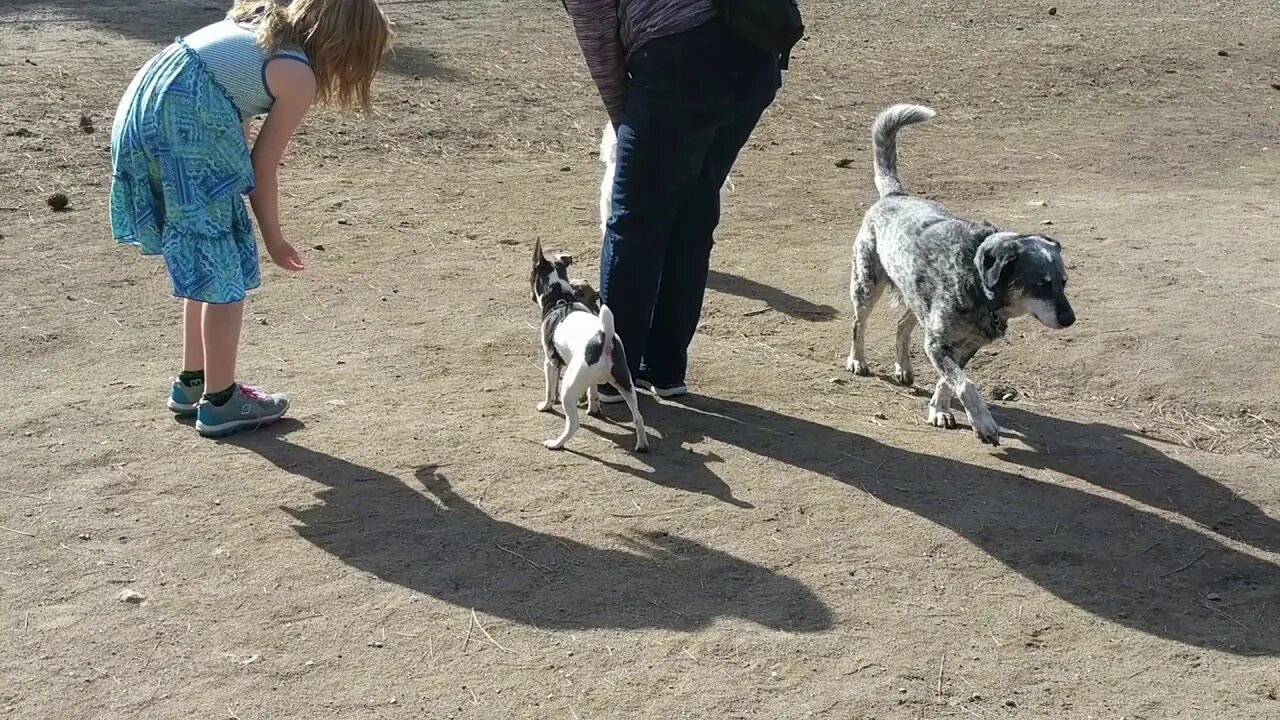 Making some more friends at the dog park