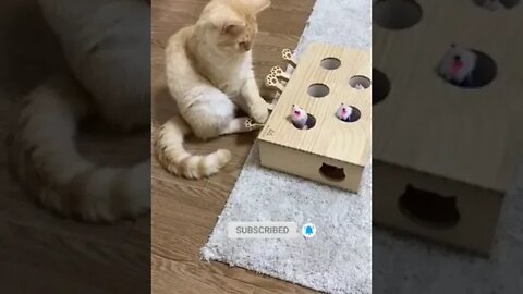 cute cat videos 😹funny videos 😂1245 😻#shorts @🏝 تفكر في خلق الله ﷻ 🏝