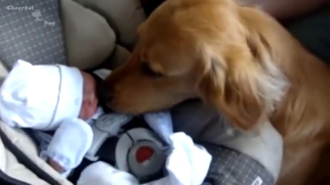 Golden Retriever and Babies Compilation