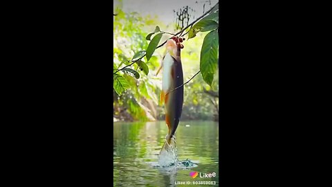 Fish Eating Berries