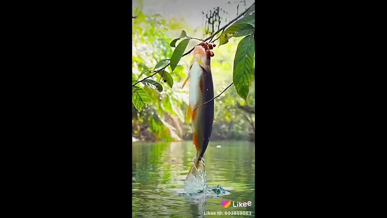 Fish Eating Berries