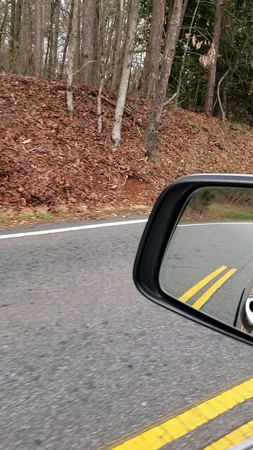Wild Pigs on the Roadside