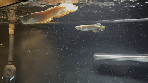 Gold Jardini and Silver Arowanas