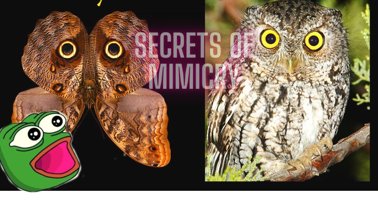 SECRETS of Mimicry